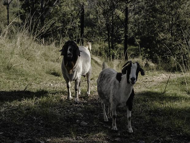 Photo 3 for Farm Friends – Goats and Chickens