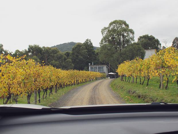 Photo 2 for Mount Towrong Vineyard