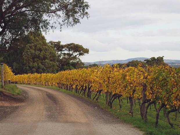 Photo 5 for Mount Towrong Vineyard