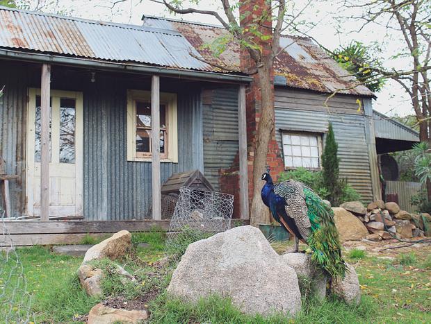Photo 4 for Bringalbit Open Garden & Historic House