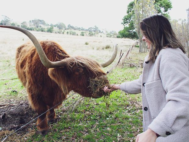 Photo 1 for Feed the Highland Cows