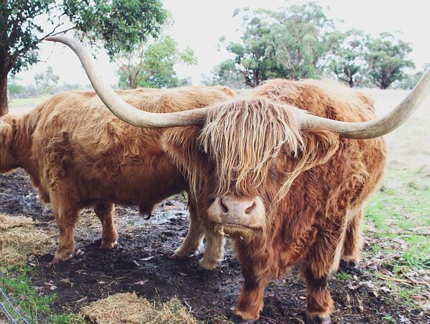 Photo 2 for Feed the Highland Cows