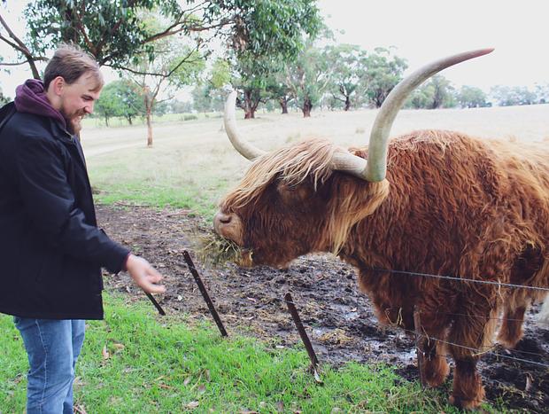 Photo 4 for Feed the Highland Cows