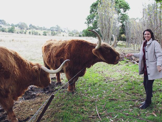 Photo 5 for Feed the Highland Cows