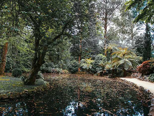 Photo 37 for A Forest Retreat @ Wild Orchid Olinda