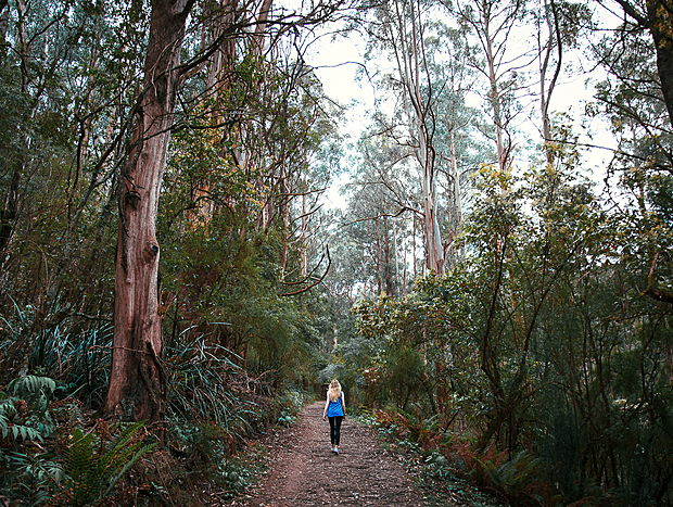 Photo 7 for A Forest Retreat @ Wild Orchid Olinda