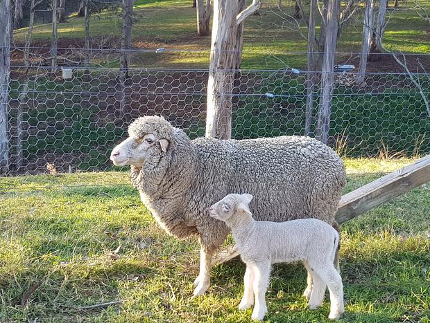 Photo 8 for Highfields Two Bedroom Cottage Kurrajong