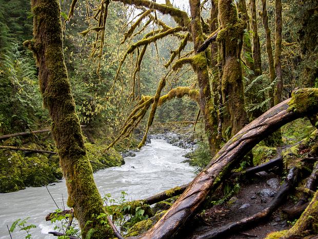 Photo 18 for A PNW Forest Cabin Escape