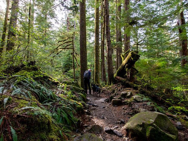 Photo 21 for A PNW Forest Cabin Escape
