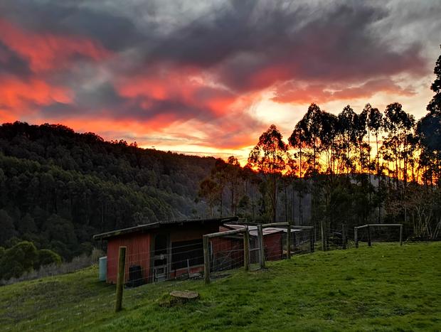 Photo 18 for Top Of The Otways - Nature Lodge