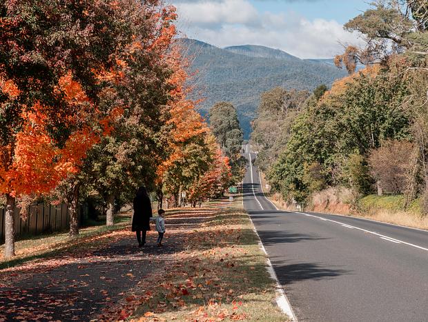 Photo 4 for Mount Bogong Lookout and Autumn Colours