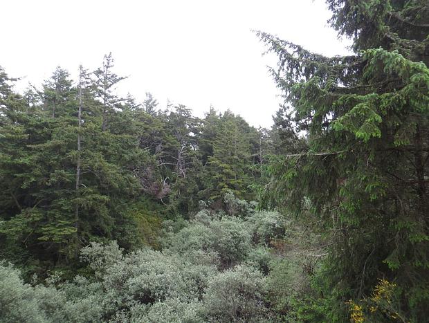 Photo 46 for Driftwood Heights at Heceta Beach