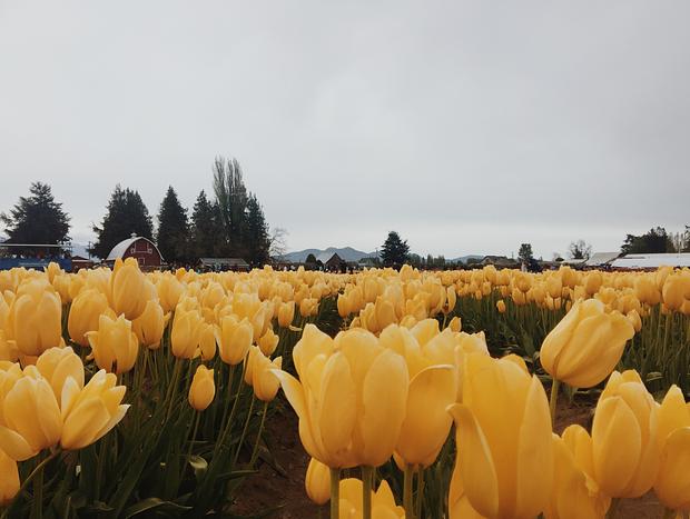 Photo 2 for Tulip Festival