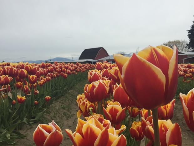 Photo 1 for Tulip Festival