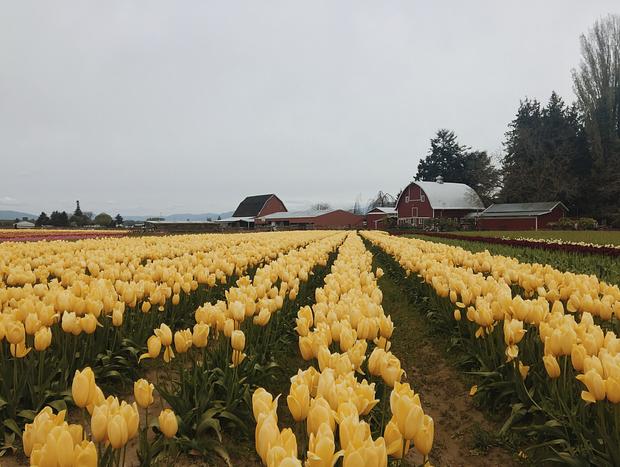 Photo 3 for Tulip Festival