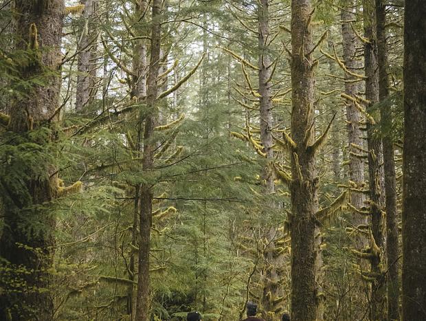 Photo 24 for Homey Hideaway Among the Trees