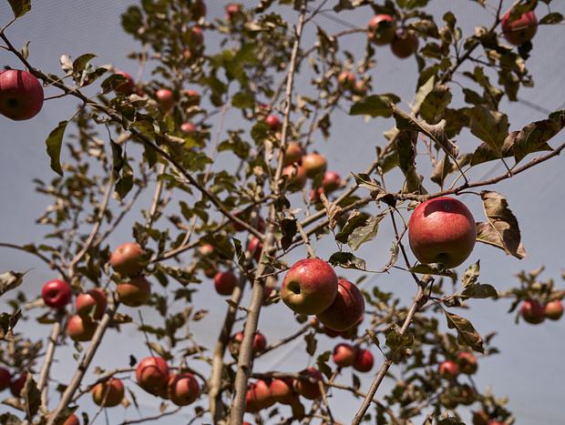 Photo 2 for Fruit Bowl Apple Picking