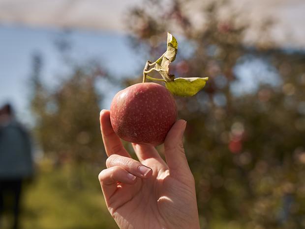 Photo 1 for Fruit Bowl Apple Picking