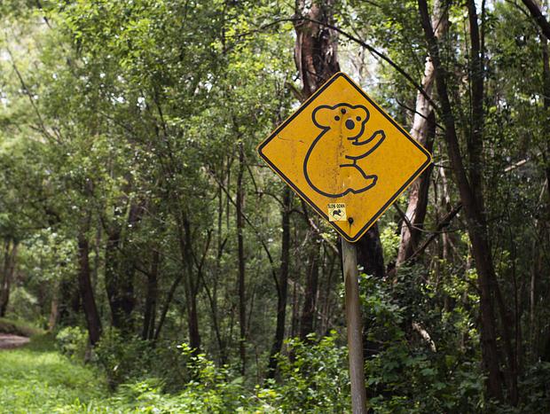 Photo 2 for The Optus Trail