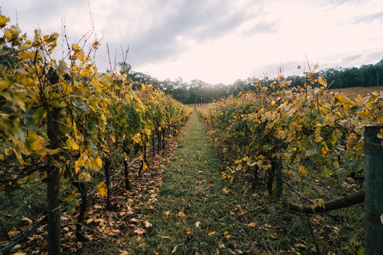 King Valley's Wineries Riparide
