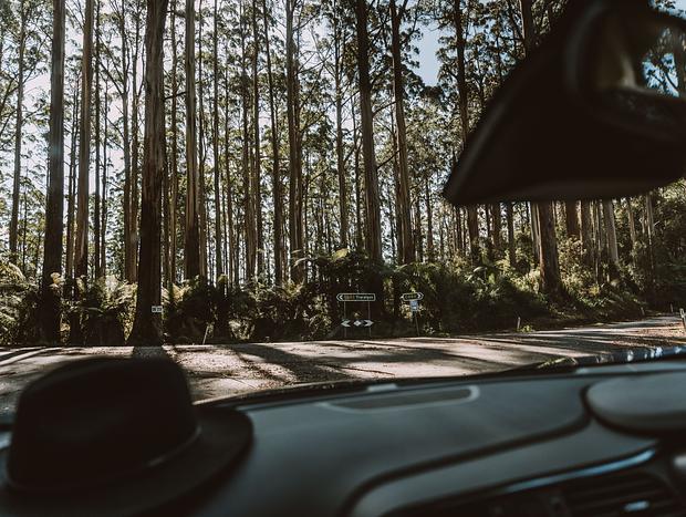 Photo 2 for Tarra Bulga National Park