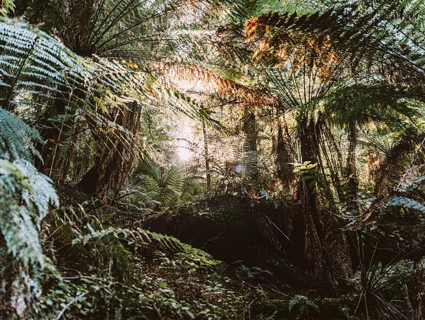Photo 3 for Tarra Bulga National Park