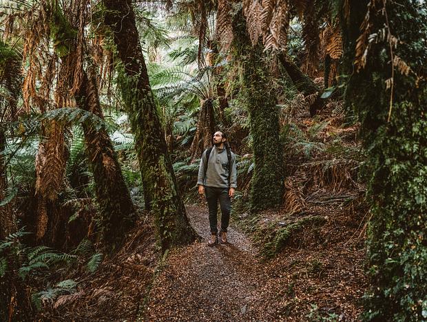 Photo 4 for Tarra Bulga National Park