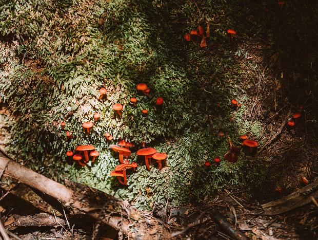 Photo 5 for Tarra Bulga National Park