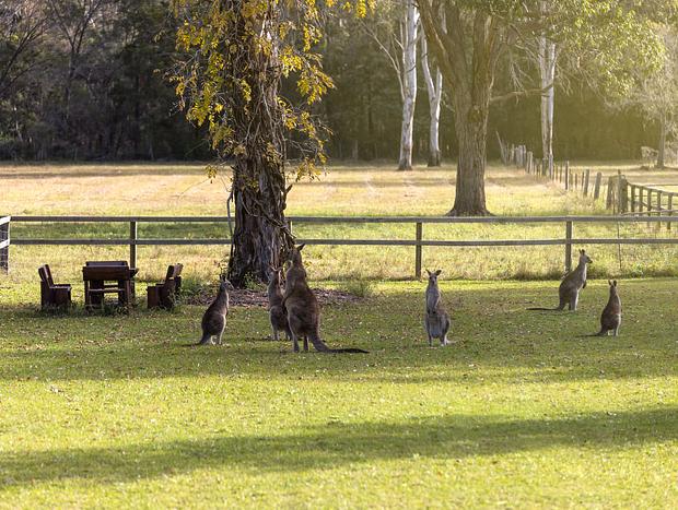 Photo 20 for The Stables Farmstay Lake Innes