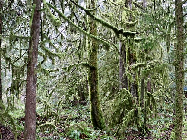 Photo 28 for Quiet House in the Forest near Mt Hood