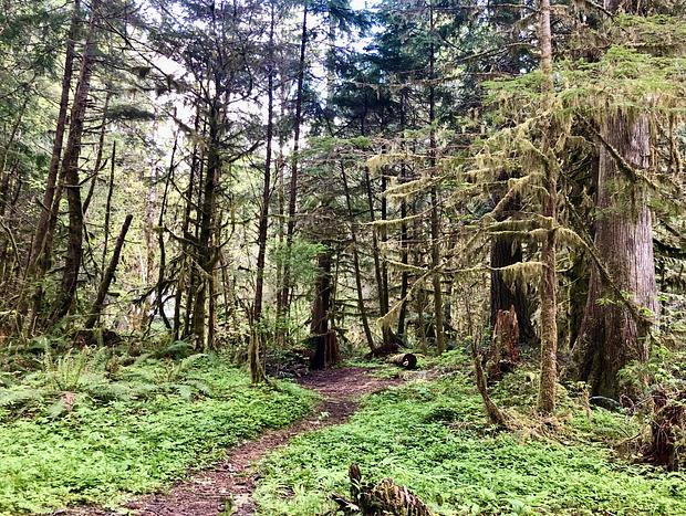 Photo 30 for Quiet House in the Forest near Mt Hood