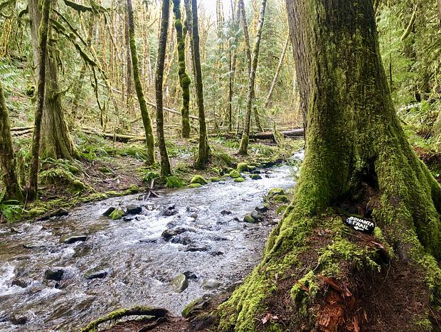 Photo 32 for Quiet House in the Forest near Mt Hood