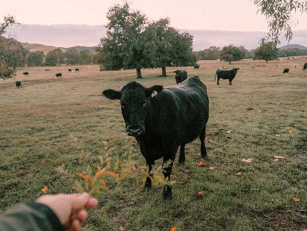 Photo 18 for Experiencing an 1860s Australian Cottage