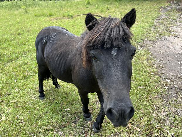Photo 17 for Wallis Lake Farm Stay. 15 Mins from Boomerang Beach