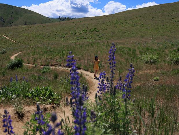 Photo 2 for Wildflowers at Wenatchee Foothills