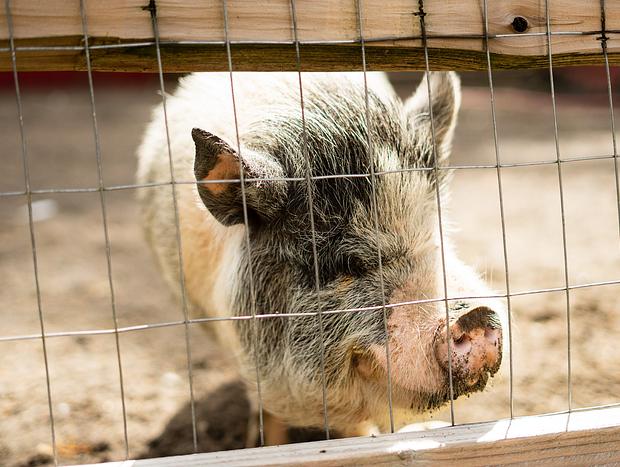 Photo 11 for Meeting Furry Friends at Flyin' Pig Ranch