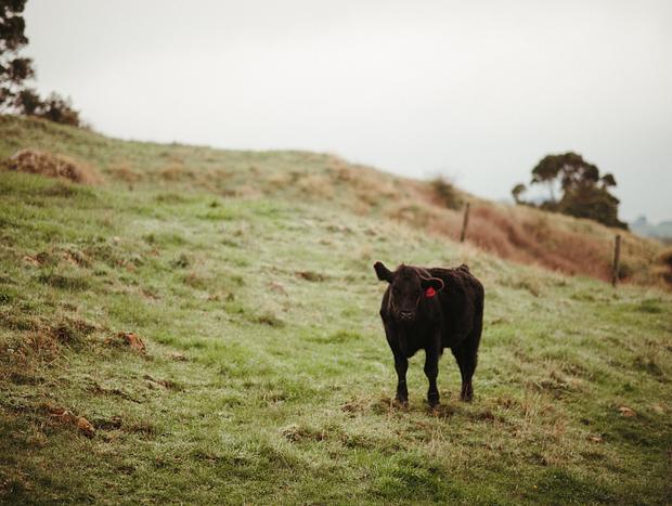 Photo 22 for Farm-Fresh Freedom