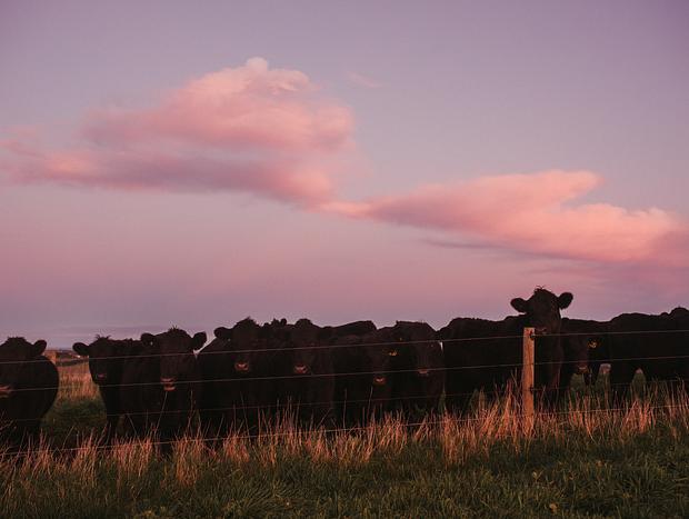 Photo 8 for Walking Tour of the Farm
