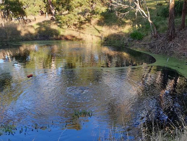 Photo 12 for Kookaburra Cottage