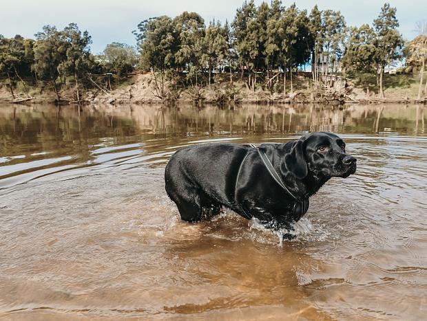 Photo 3 for River Swim