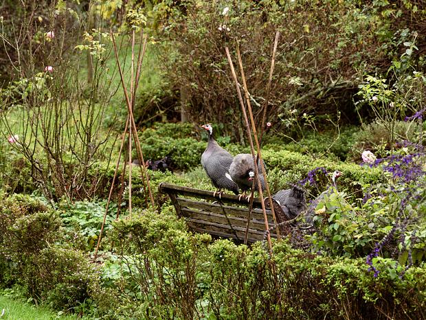 Photo 2 for Katikati Bird Gardens