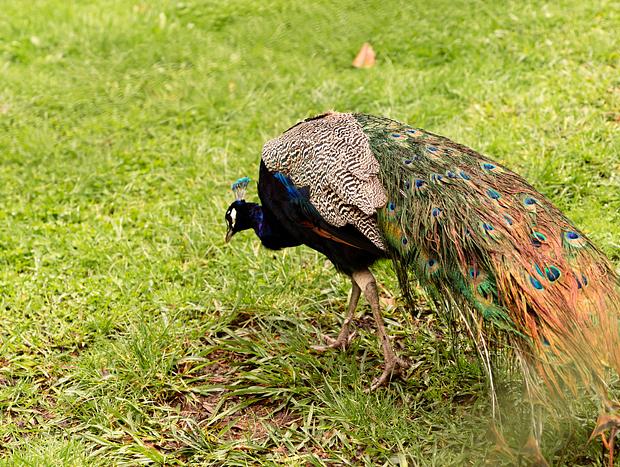 Photo 5 for Katikati Bird Gardens