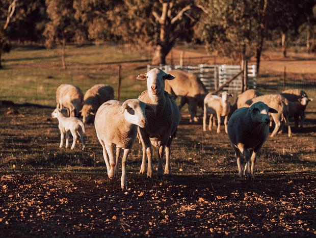 Photo 9 for Farm Stay At Sheltered Paddock