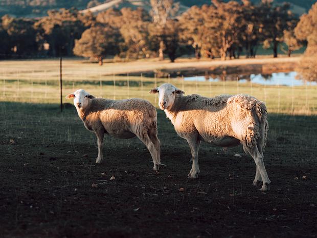 Photo 10 for Farm Stay At Sheltered Paddock