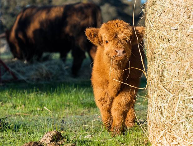 Photo 13 for Farm Stay At Sheltered Paddock