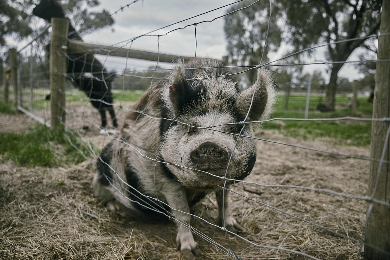 Exploring The Farm Riparide