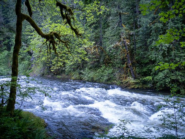 Photo 17 for Forest Bathing on the Mountain