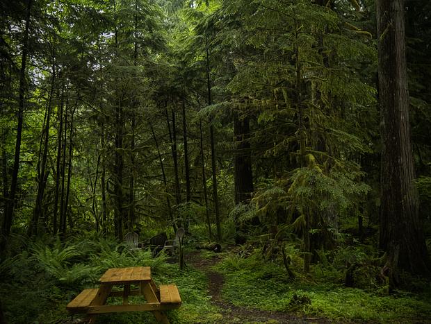Photo 13 for Forest Bathing on the Mountain