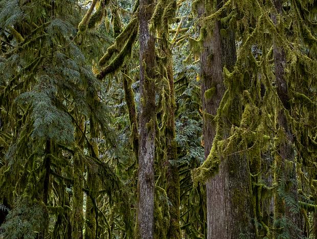 Photo 18 for Forest Bathing on the Mountain