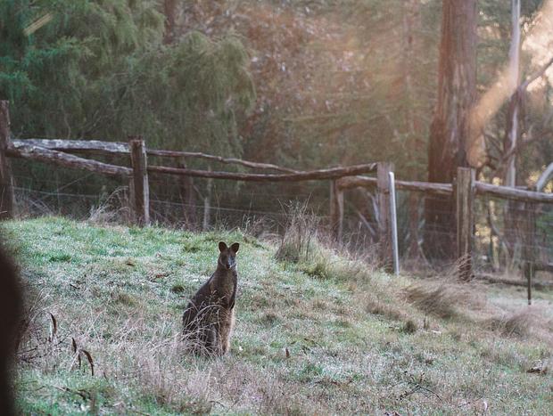 Photo 13 for Relax in the Countryside at Kookaburra Cottage